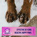 Paw Shield de-icer product ad showing golden retriever paws standing in snow with pink branded banner