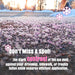 Pink-tinted ice melt granules spread across a dark asphalt surface with snow in the background